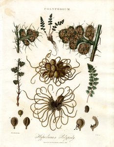 Hyperborean Polypody - Varens van het geslacht Polypodium