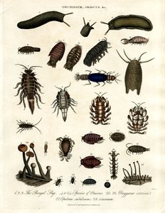 Onchidium;Oniscus en andere geleedpotigen door John Pass