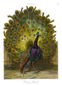 Pavo: pauw door John Pass
