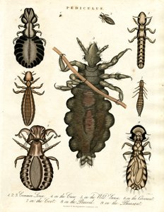 Pediculus - verschillende soorten luizen door John Pass