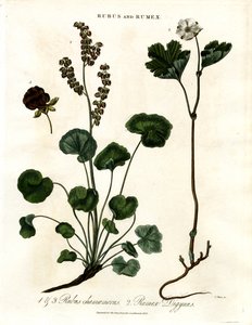 Rubus en Rumex: Wolkenbes en Bergzuring door John Pass