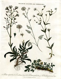Selinum; Silene en Sibbaldia door John Pass