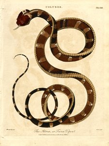 De Atropos of woeste adder door John Pass