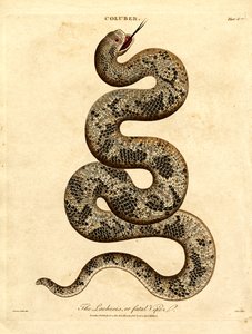 De Lachesis of dodelijke adder door John Pass