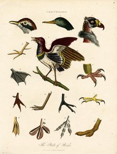 De onderdelen van vogels (Ornithologie) door John Pass