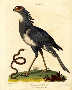 De Secretarisvogel of Slangeneter door John Pass