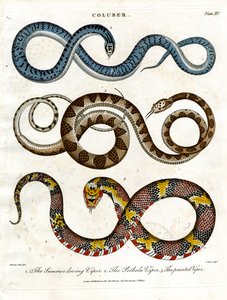 Drie verschillende soorten adders door John Pass