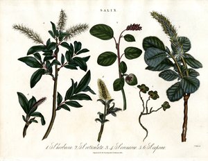 Diverse wilgensoorten (Salix) door John Pass