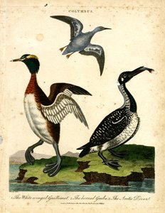 Watervogels - Zeekoet, Geoorde Fuut en Noordse Duiker door John Pass
