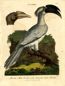Witte neushoornvogel en Indische neushoornvogel