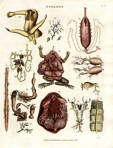 Dierkunde Pl. II: Anatomische illustraties van verschillende dieren en organen door John Pass