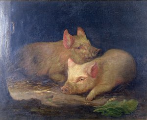 Twee Prijswinnende Varkens in een Interieur