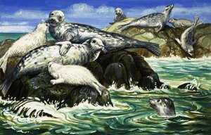 Onze zeevriend de zeehond