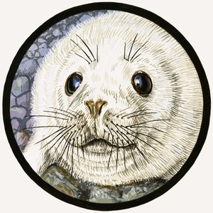 Onze zeevriend de zeehond