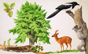 De beukenboom