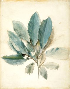 Kastanjebladeren door John Ruskin