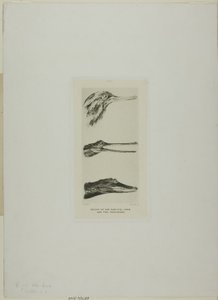 Koppen van zaagbek-eend en twee krokodillen door John Ruskin