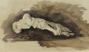 De Botten van een Vrouwelijke Voet door John Ruskin