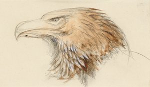 Het hoofd van een gewone steenarend, uit het leven, 8-11 september 1870