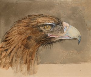 Het hoofd van een gewone steenarend, uit het leven, 8-11 september 1870