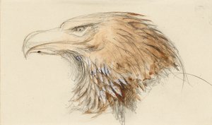 Het Hoofd van een gewone Gouden Adelaar, uit het Leven