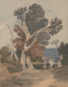 Een groep bomen bij een hek