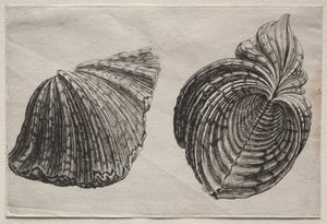 Schelp: Hippopus maculatus Lam