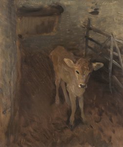 Een Jersey kalf, 1893