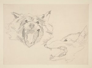 Twee Zichten van een Wolf