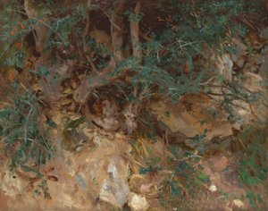 Wilde Olijfboomwortels, Valldemosa, Mallorca