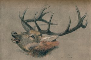 Studie van een Hertenkop, c1901 door John Sydney Steel