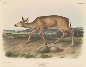 Zwartstaart Hert door John T. Bowen, after John James Audubon