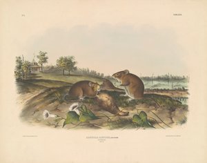 Katoenrat