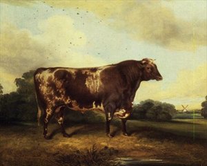 Bruin en wit stier in landschap