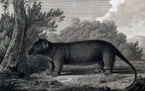 Opossum, gravure naar tekening door John Webber (1750-1793) gemaakt tijdens de derde reis van James Cook