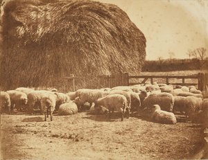 [Schapen in een hok]. door John Whistler
