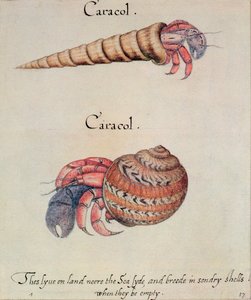 Heremietkreeft