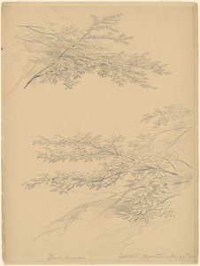 Berkentakken, Catskill Bergen door John William Casilear
