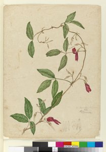 Kennedia rubicunda, c.1803-06 door John William Lewin