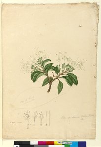 Pagina 100. Clerodendrum tomentosum door John William Lewin