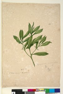 Pagina 101. Myoporum acuminatum