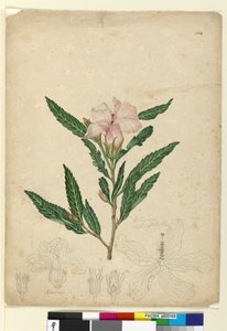 Pagina 104. Hibiscus heterophyllus door John William Lewin