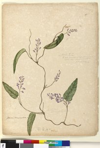 Pagina 107. Glycine bimaculataGlycine tabacina? door John William Lewin