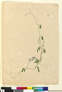 Pagina 109. Kennedia comptonianaHardenbergia comptoniana