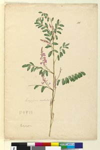 Pagina 116. Indigofera australis door John William Lewin