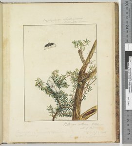 Pagina 11. Plaat 3 Cryptophasa Septosfermi Pultenae Lewin