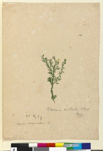 Pagina 122. Vittadinia australis door John William Lewin