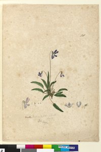Pagina 128. Viola betonicifolia door John William Lewin