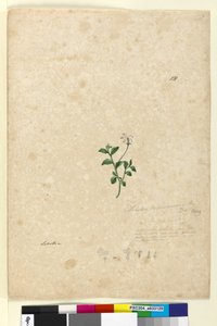 Pagina 131. Lobelia purpurascens door John William Lewin