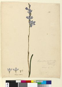 Pagina 133. Thelymitra ixioides door John William Lewin